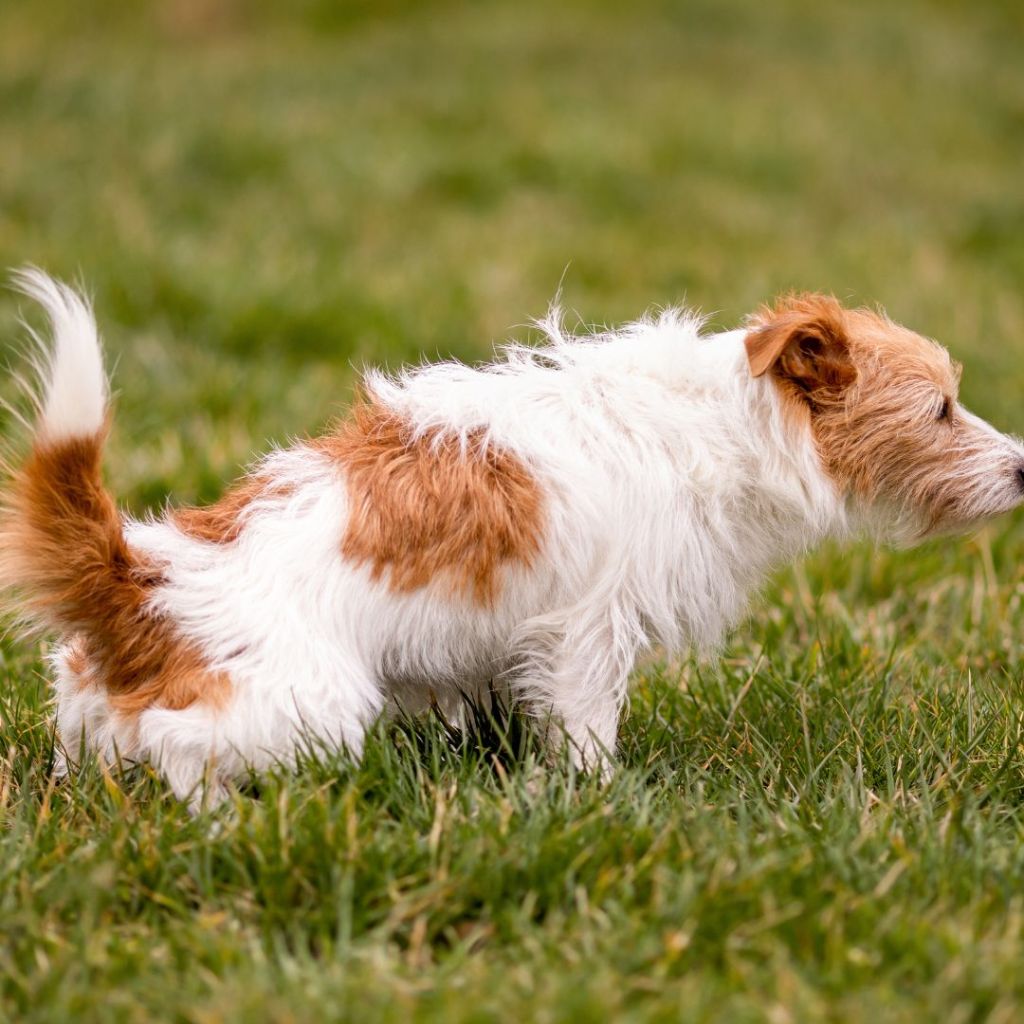 Take control, protect your grass, and enjoy a clean, fresh outdoor space without compromise.

Dog owner reclaiming their backyard from dog mess and odour — natural mineral powders, diatomaceous earth, and attapulgite clay absorb waste, neutralise smell, and restore lawn freshness. 