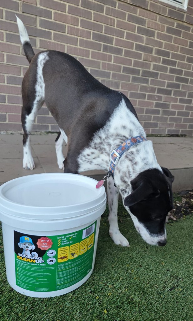 Dogs will be dogs, but your home doesn’t have to suffer.
Take charge, feel unstoppable, and smell nothing but victory.

10L Eco Pawz CleanUp® tub — natural mineral powder for dog mess and odour control. Available at stockists nationwide, this diatomaceous earth and attapulgite clay powder helps owners reclaim indoor and outdoor spaces, neutralise smell, and maintain clean homes and backyards with ease.

Ask you local IGA store for 7L Eco Pawz CleanUp® stock now! 10L Eco Pawz CleanUp® tubs Also selling at NSW and WA stockists and Australia-wide online pet retailers too.

