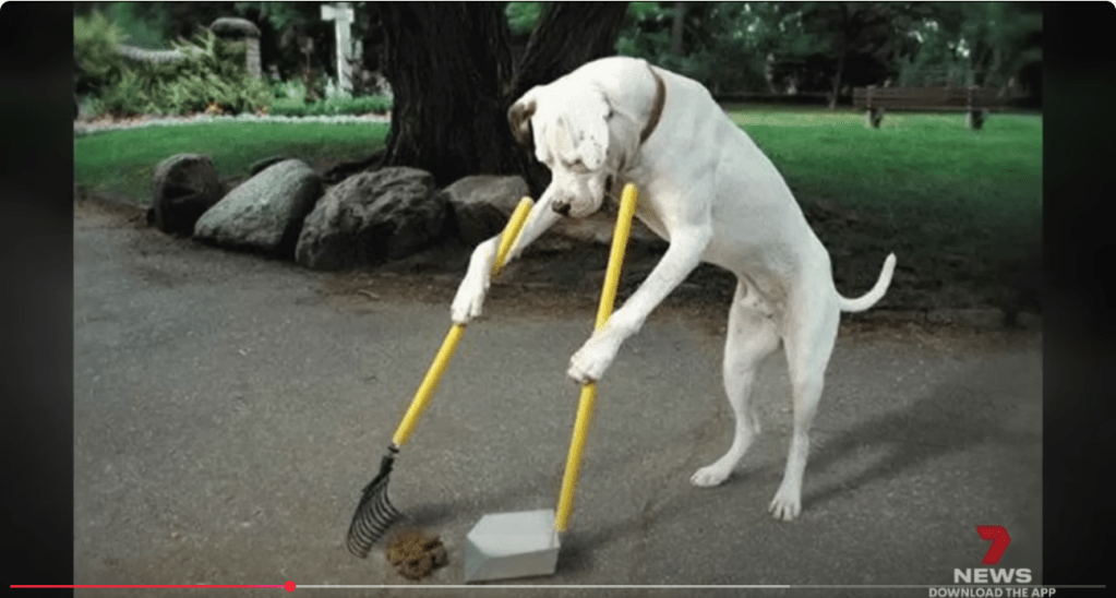 Hunt for Adelaide dog walker who dropped a surprise on resident's driveway. Simply contact us for a free sample of ECO PAWZ CLEANUP to sprinkle and sweep!