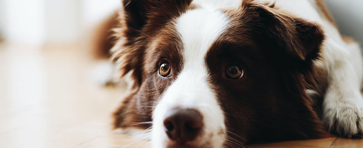 Modern solution to dog cleanup, Eco Pawz CleanUp, pet, dog