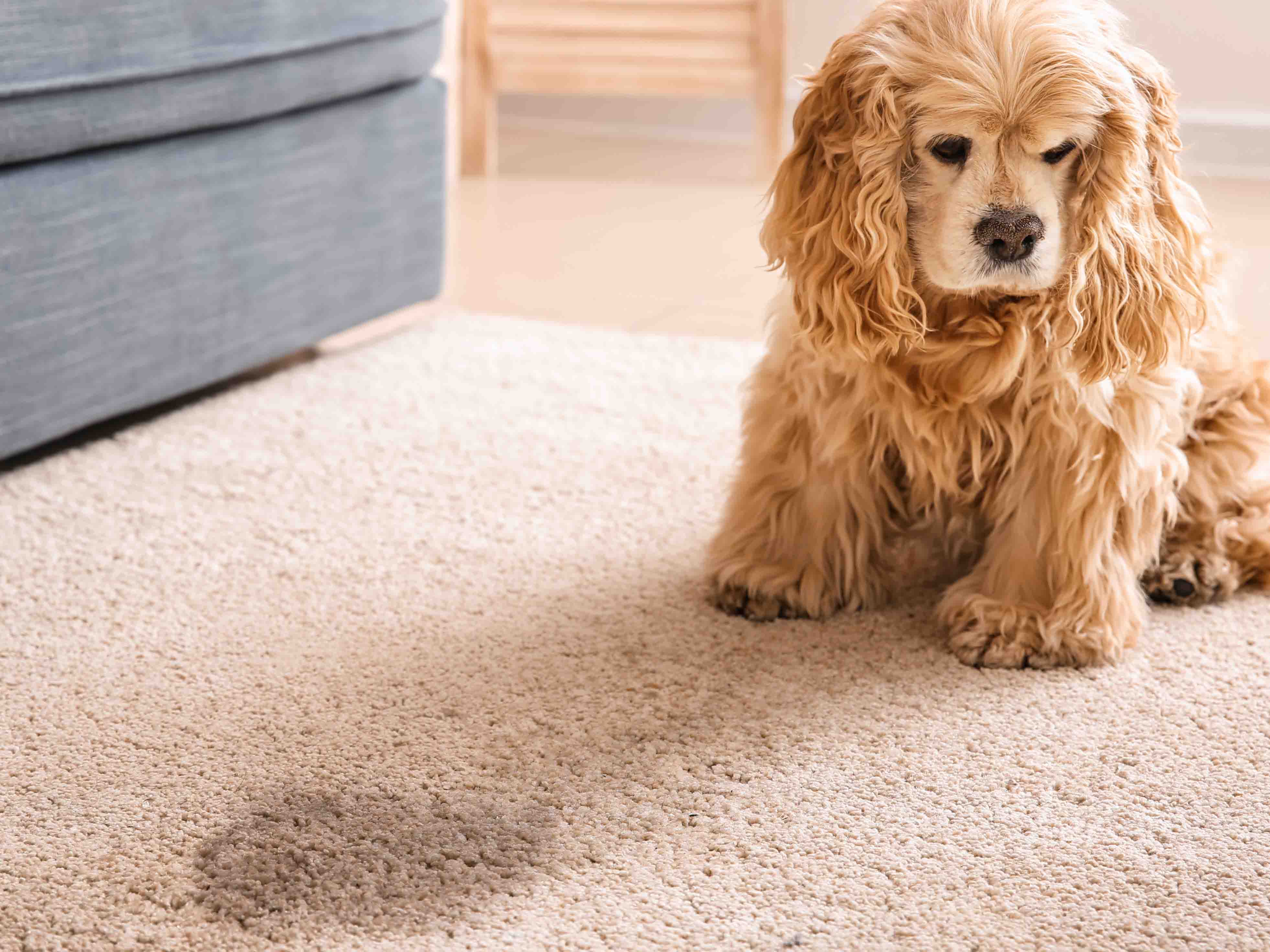 https://luxeweavers.com/cdn/shop/articles/Dog_pee_on_rug.jpg?v=1619141726